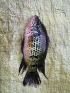 Image of Banded Jewelfish