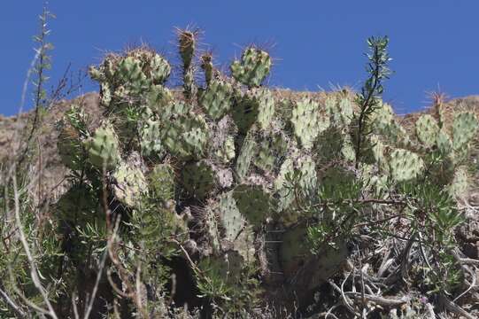 Sivun Opuntia aureispina (S. Brack & K. D. Heil) Pinkava & B. D. Parfitt kuva