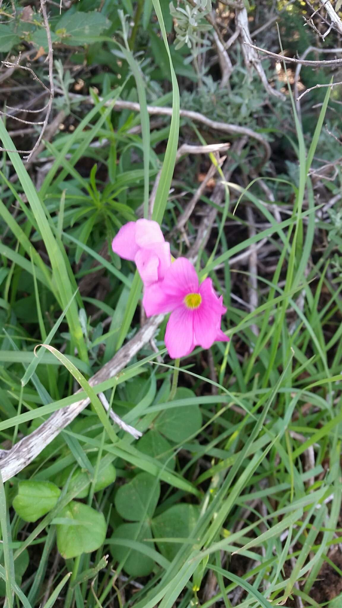 Image of red-flower woodsorrel