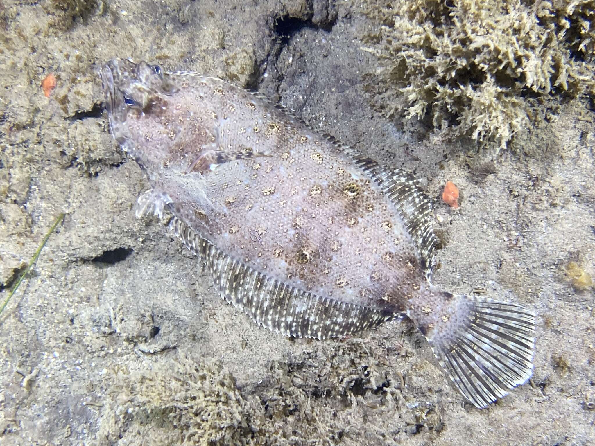 Image of Bigmouth flounder