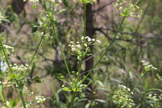 Image of celery