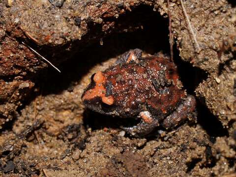 Image of Red-crowned Toadlet