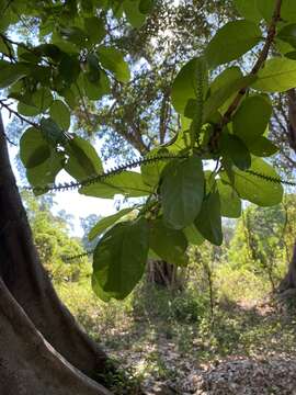 Image of Coccoloba barbadensis Jacq.