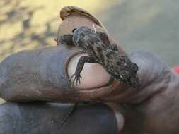 Image of Pacific Slender-toed Gecko