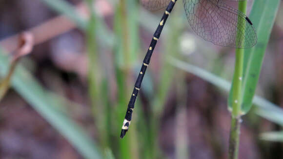 Image of Choristhemis Tillyard 1910