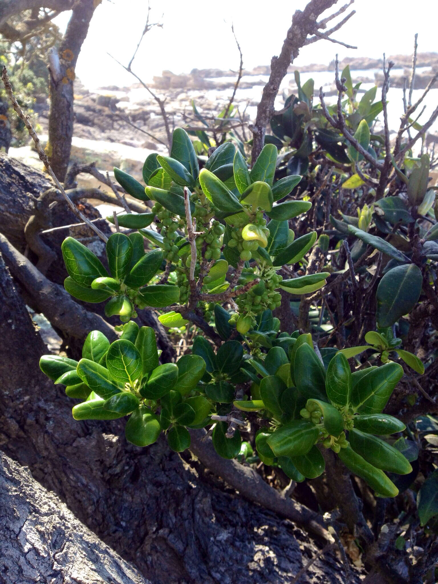 Image de Coprosma repens A. Rich.