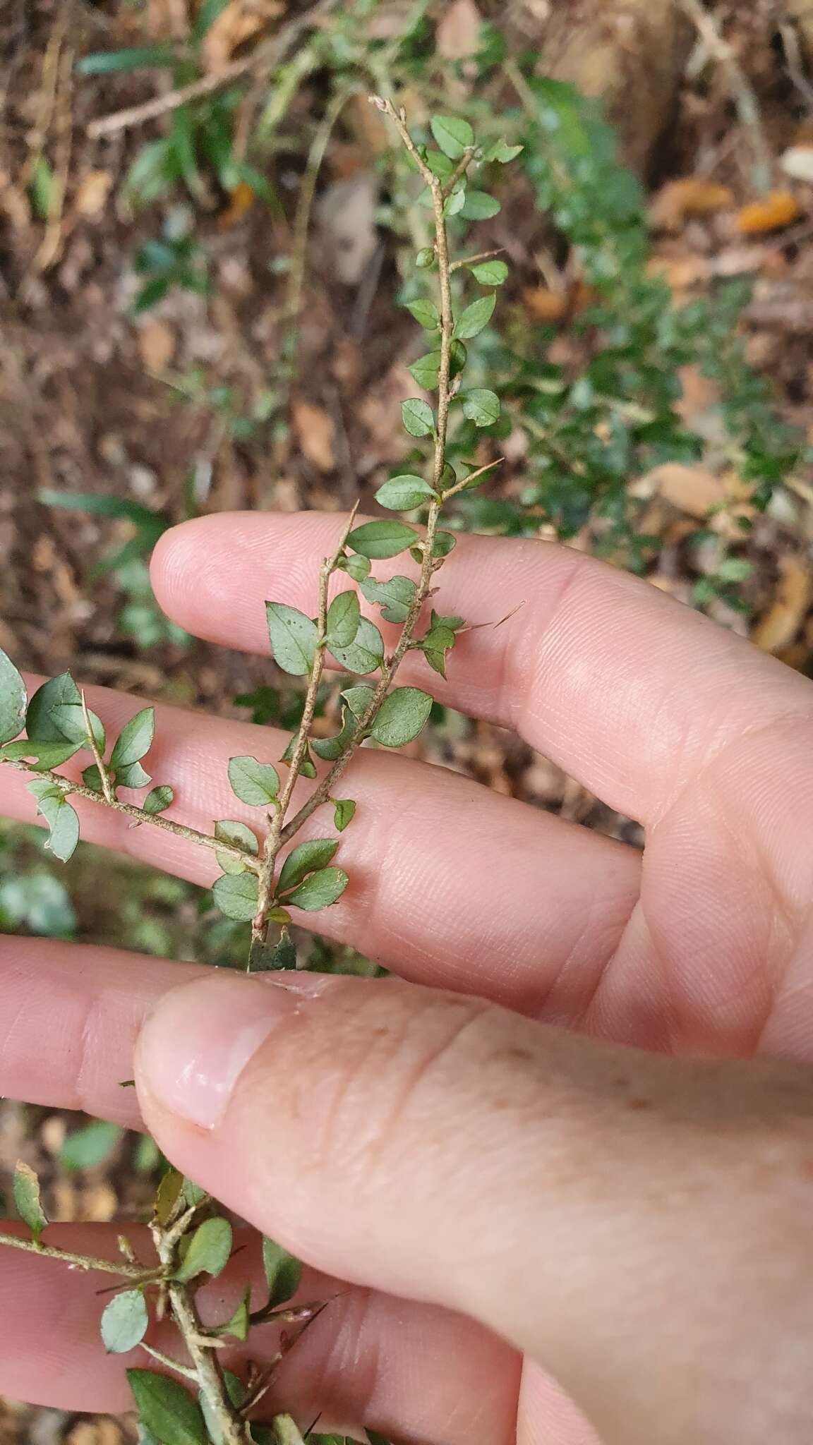 Image de Pittosporum oreillyanum C. White