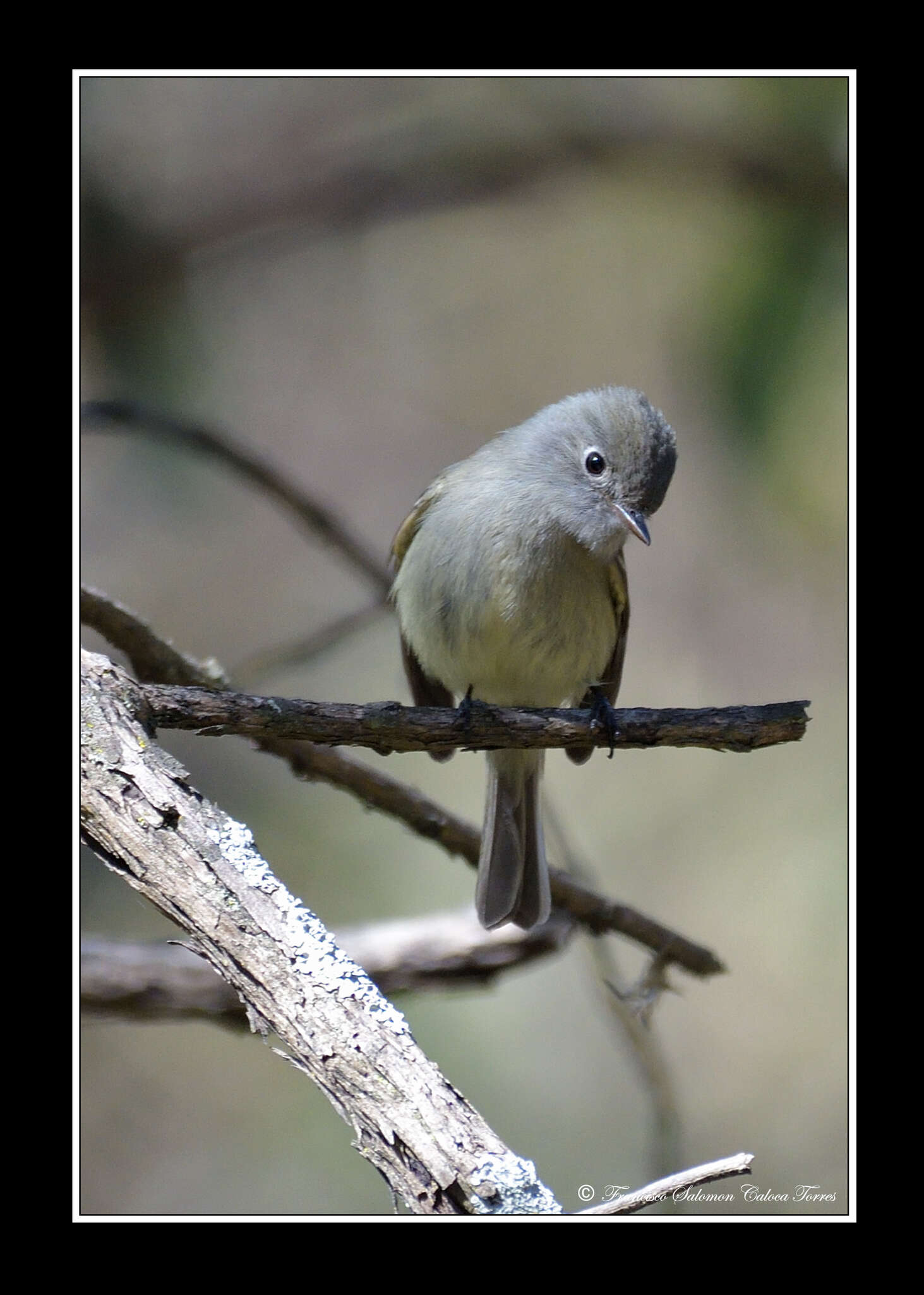 Empidonax hammondii (Xántus 1858)的圖片