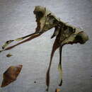 Image of Copiopteryx sonthonnaxi André 1905