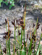 Слика од Juncus drummondii E. Mey.