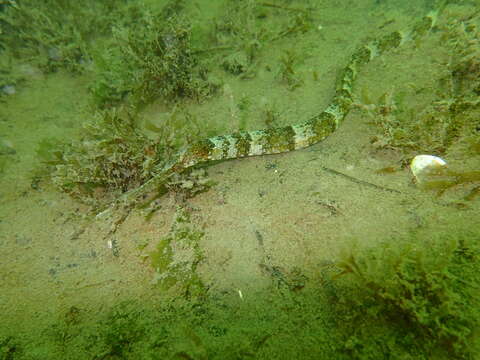 Image of Narrow-snouted Pipefish