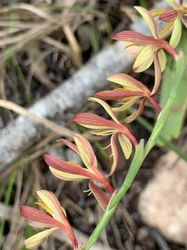 Image of Hesperantha radiata (Jacq.) Ker Gawl.