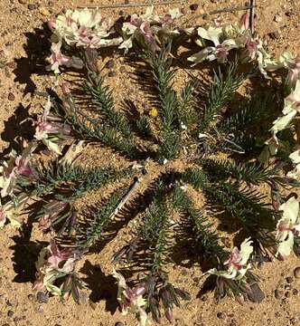 Image of Wreath Flower