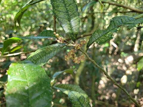 Image of Sorocea bonplandii (Baill.) Burger, Lanj. & Boer