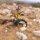 Image of Lachenalia framesii W. F. Barker