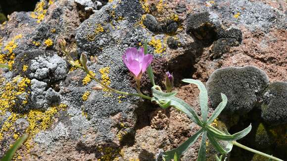 Image of waxy checkerbloom