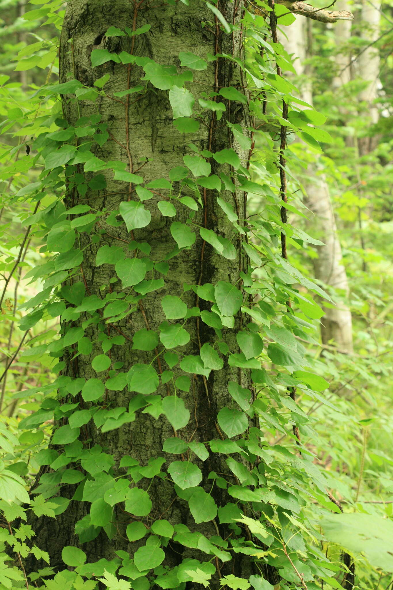 Image of Japanese climbing hydrangea