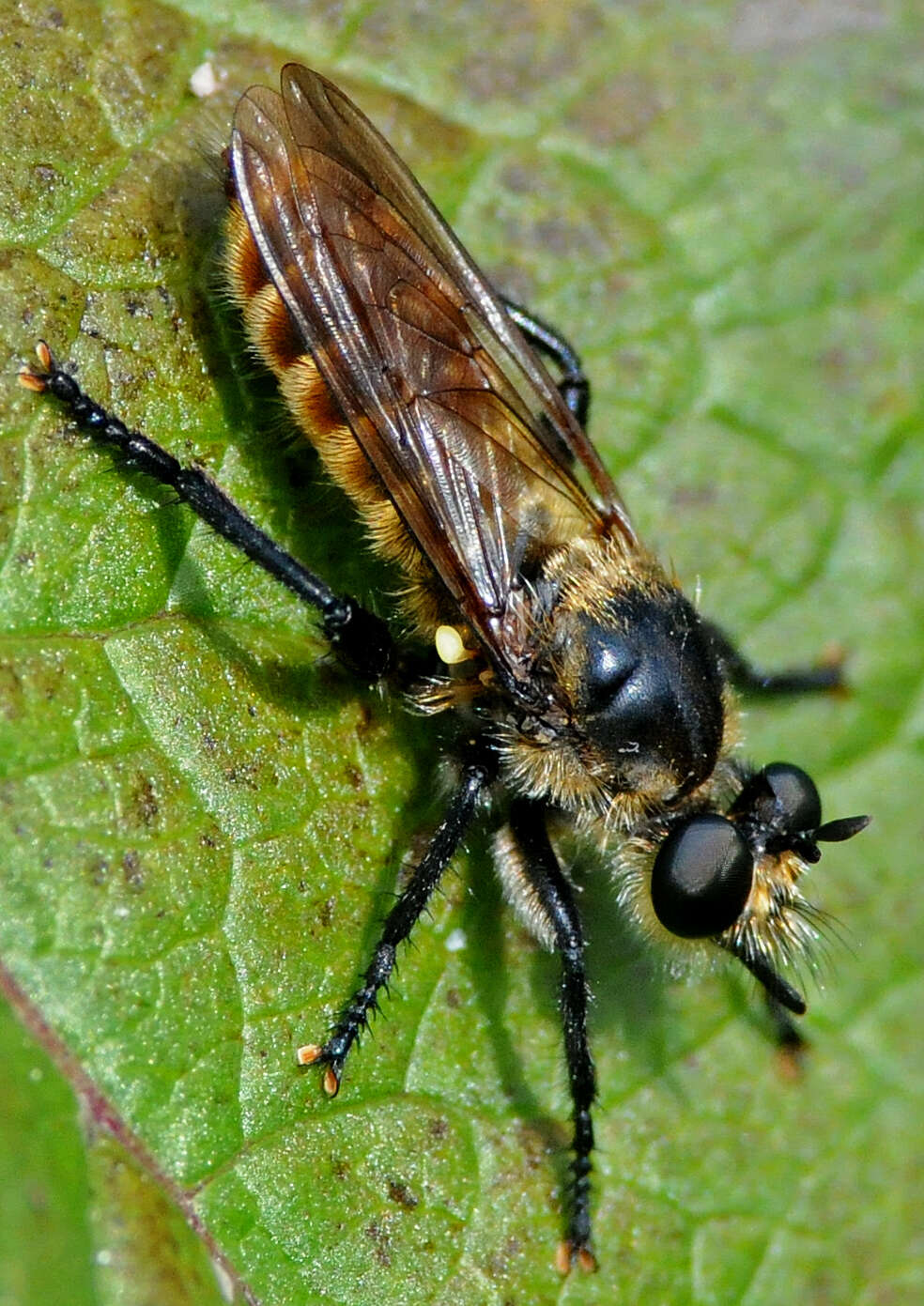 صورة Laphria ventralis Williston 1885