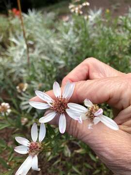 Image of Olympic Mountain aster