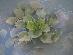 Image of Duck-Lettuce