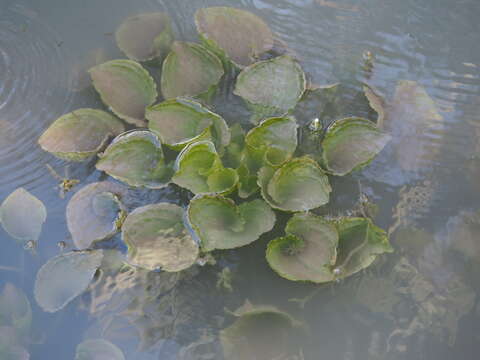 Image of Duck-Lettuce