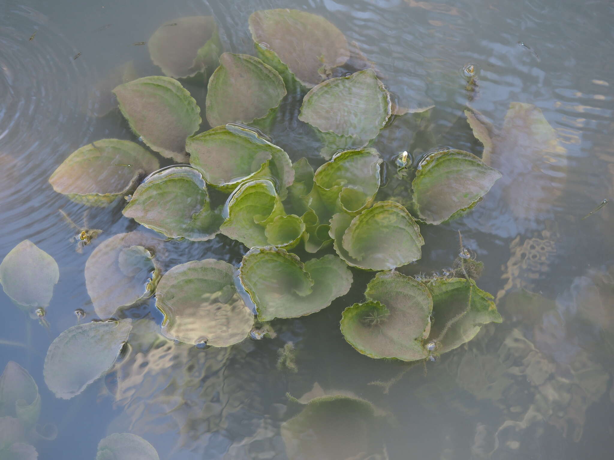 Image of Duck-Lettuce