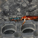 Image of Emerald cockroach wasp