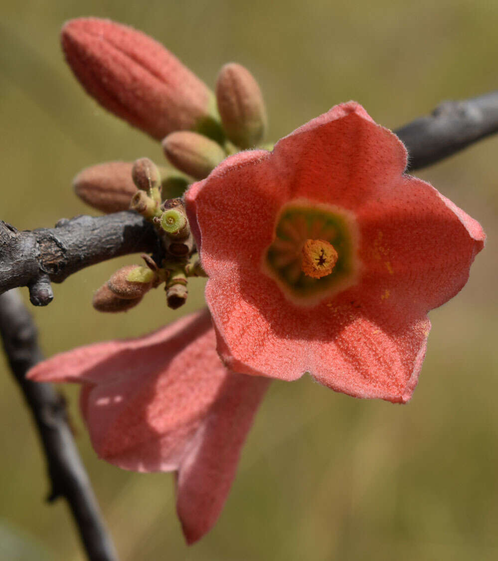 Imagem de Brachychiton chillagoensis G. P. Guymer