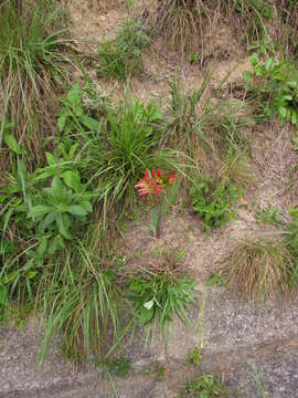 Image of Hippeastrum glaucescens (Mart. ex Schult. & Schult. fil.) Herb.