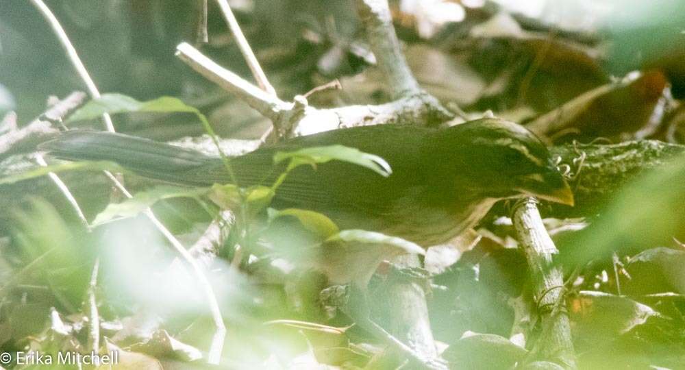 Image of Lesser Antillean Saltator