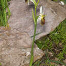 Image of Ophrys argolica subsp. lesbis (Gölz & H. R. Reinhard) H. A. Pedersen & Faurh.