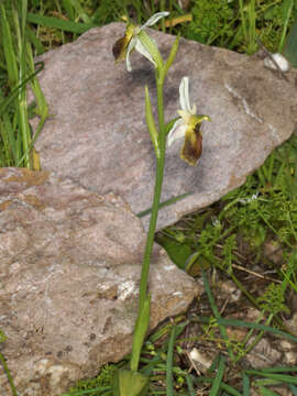 Image of Ophrys argolica subsp. lesbis (Gölz & H. R. Reinhard) H. A. Pedersen & Faurh.