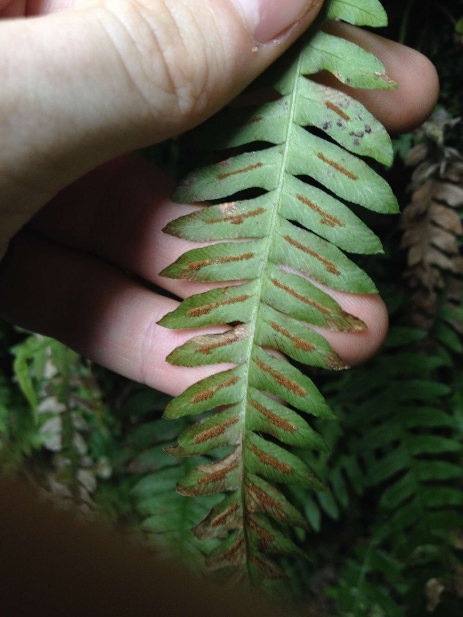 Image of Narrow-Leaf Mid-Sorus Fern