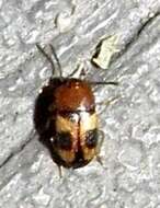 Image of Darkling beetle