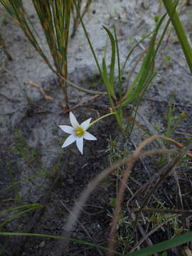 Image of Romulea longipes Schltr.