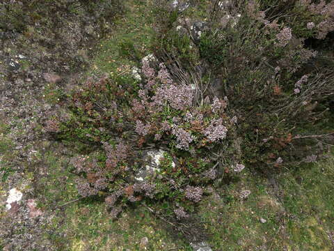 Imagem de Valeriana microphylla Kunth