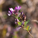 Image of Lespedeza floribunda Bunge