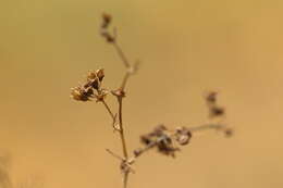 Image of Alchemilla sarmatica Juz.