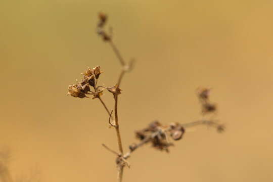 Image of Alchemilla sarmatica Juz.