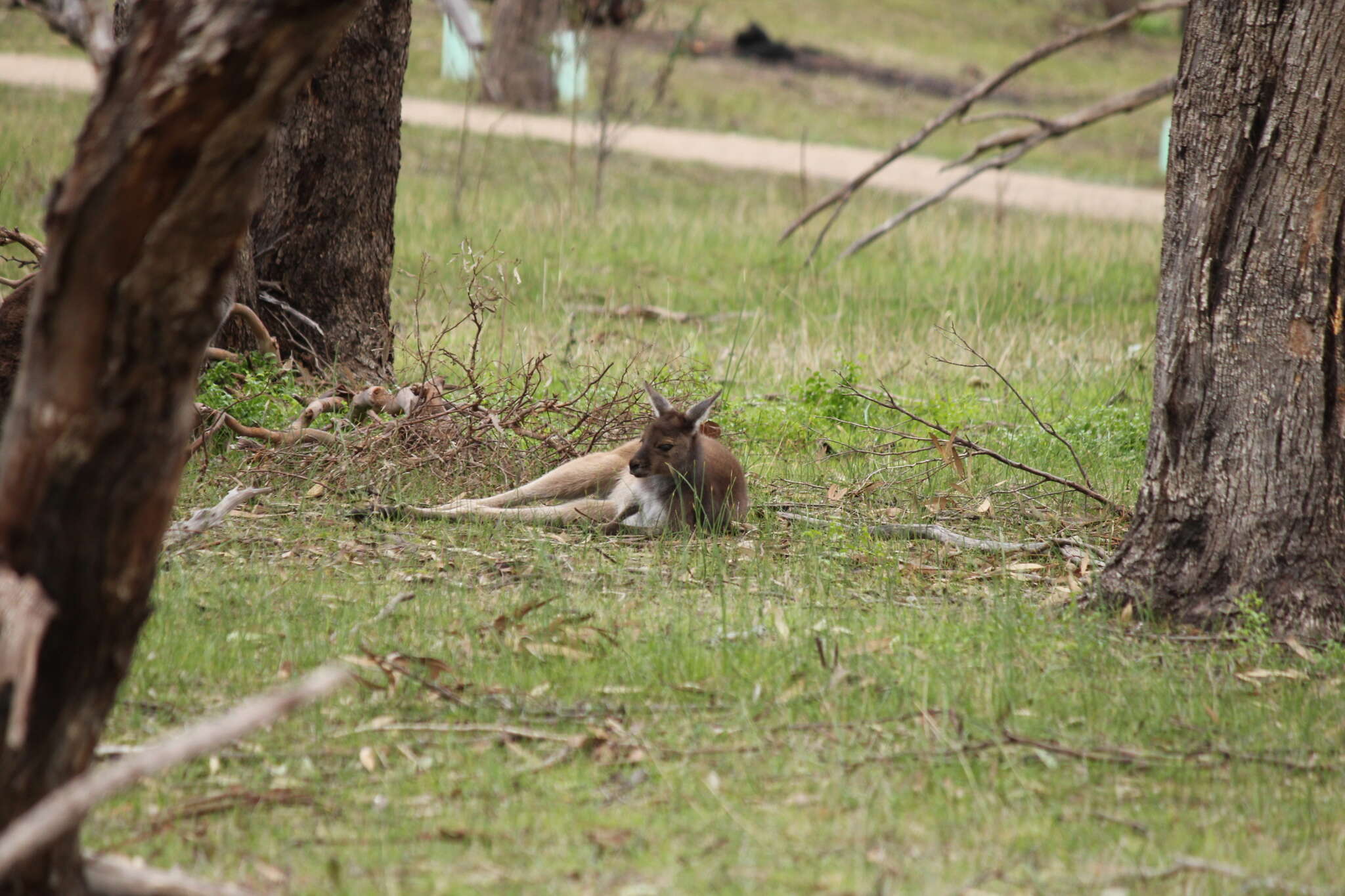 Macropus fuliginosus (Desmarest 1817) resmi