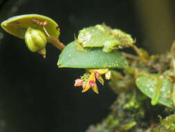 Image of Lepanthes eros Luer & R. Escobar