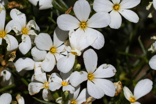 Image of many-flower linanthus