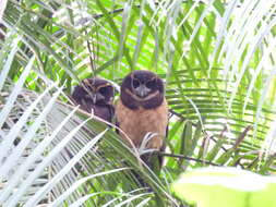 Image of Tawny-browed Owl