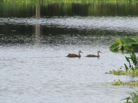 Image of Florida duck