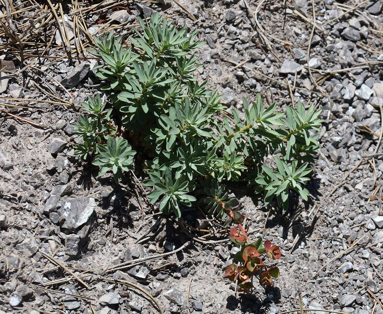 Sivun Euphorbia saxatilis Jacq. kuva