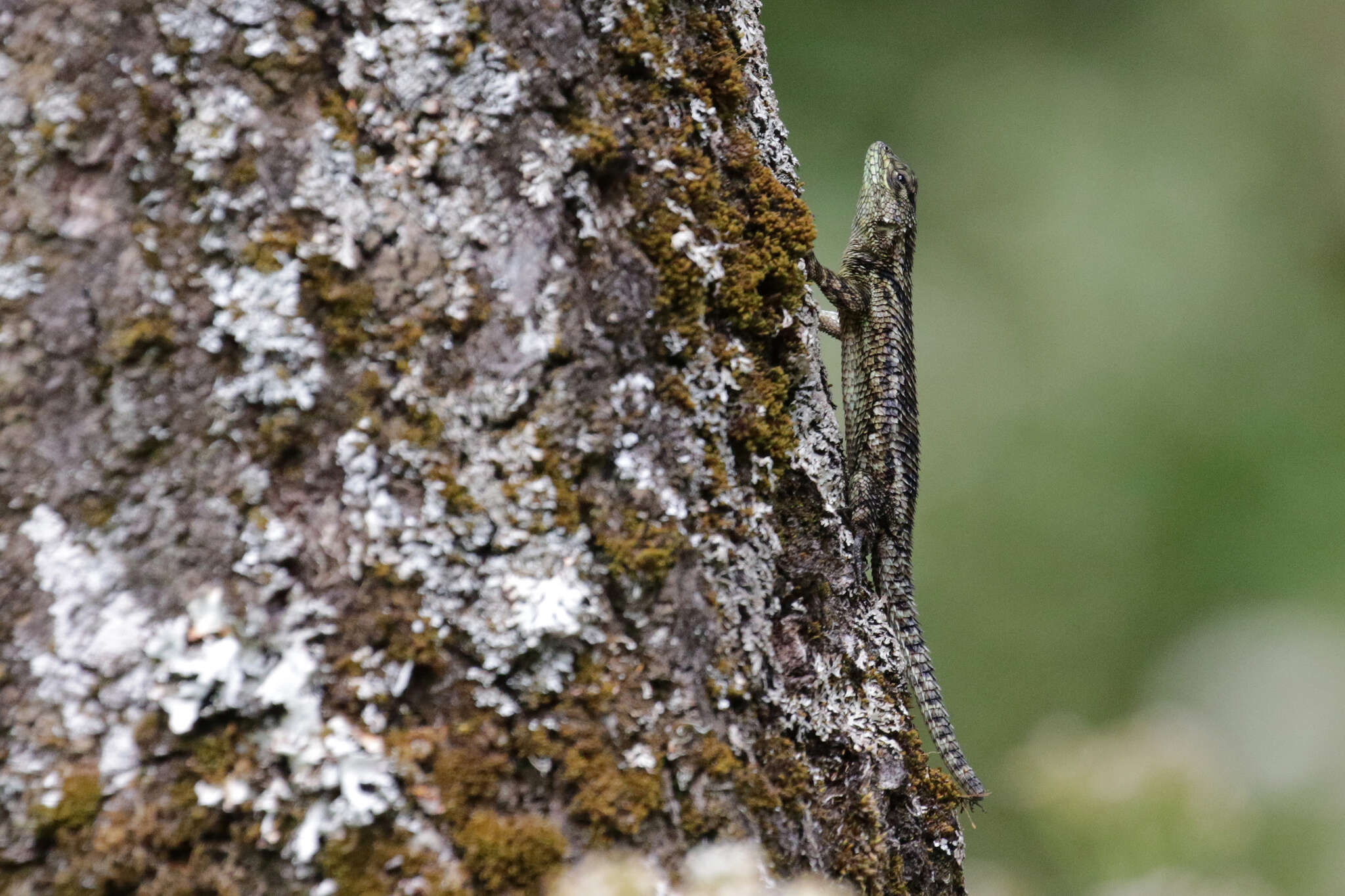 Image of Green Spiny Lizard