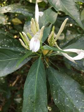 Image of Justicia urophylla (Lindau) D. N. Gibson