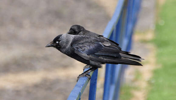 Image of <i>Corvus monedula spermologus</i>