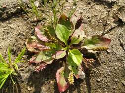 Image of Plantago uliginosa F. W. Schmidt