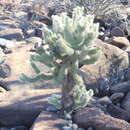 Image of Cylindropuntia bigelovii var. ciribe (Engelm. ex J. M. Coult.) Rebman